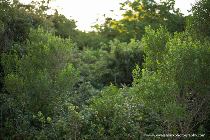 Pearland Nature Trail