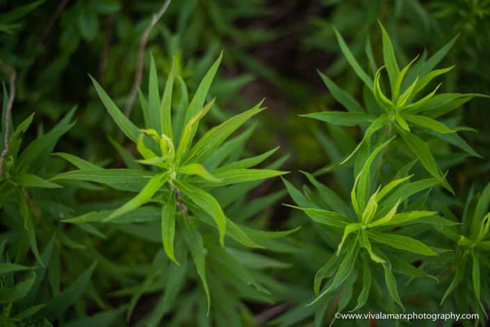 Pearland wild grass