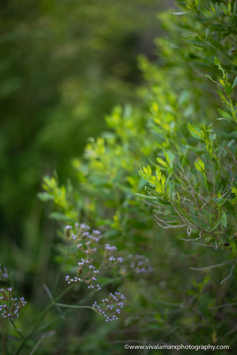 Pearland wild grass