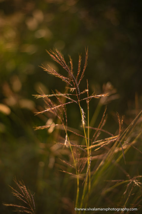 Pearland wild grass