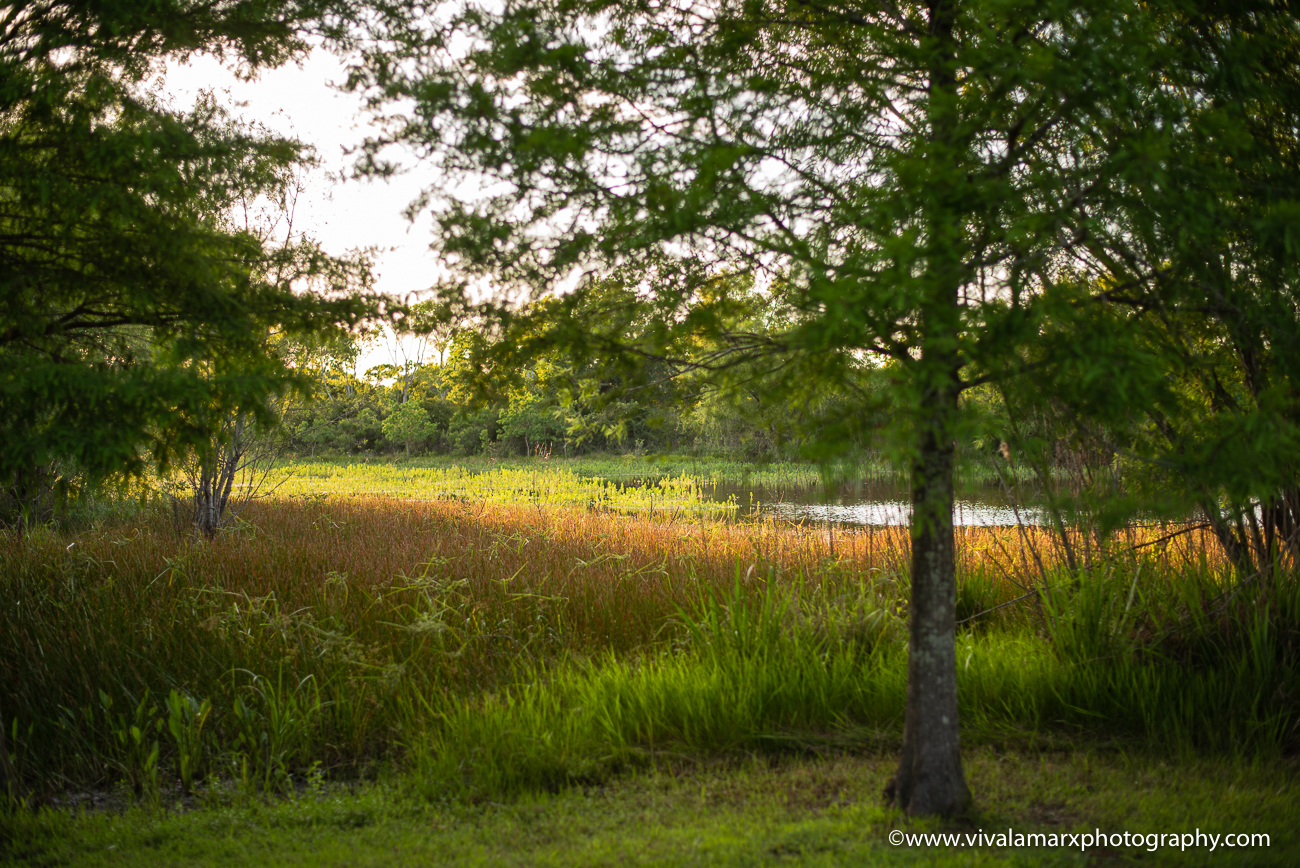 One of the best photography spots in Pearland