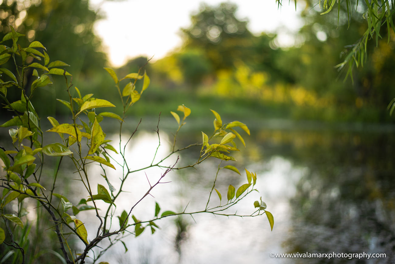 Best Photography Spots in Pearland